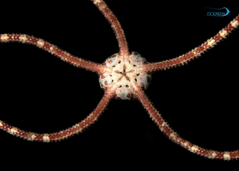 Ophiocoma-pumila.jpg ستاره دریایی شکننده نواری - تصویر 1