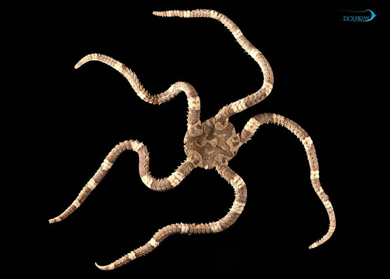 Ophioderma-appressum.jpg ستاره دریایی شکننده هارلکوئین - تصویر 1