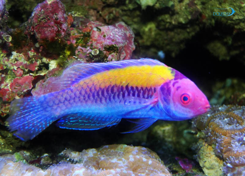 Orange_Back_Fairy_Wrasse-1.jpg راس فرشته پشت نارنجی - تصویر 1