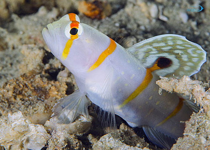 Orange_Stripe_Prawn_Goby_1.jpg گابی راندال - تصویر 1