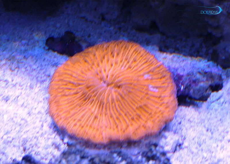 Orangeplate.jpg مرجان دیسکی نارنجی - تصویر 1