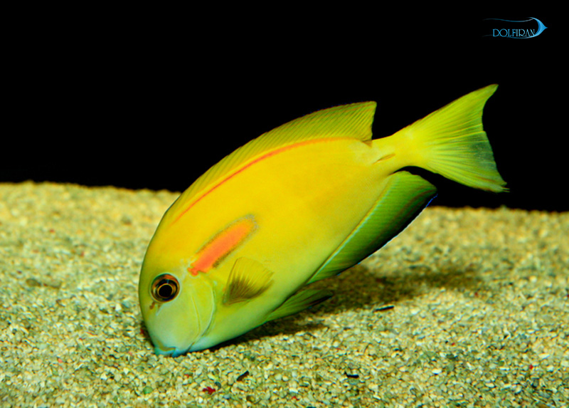 Orangeshoulder-Tang-adult-1.jpg جراح شانه نارنجی (نابالغ) ( اورنج شولدر ) - تصویر 1