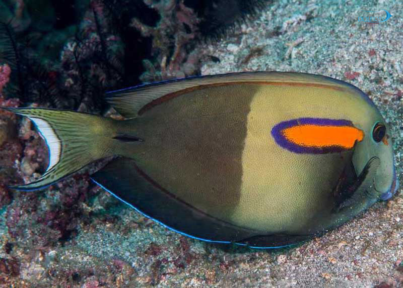 Orangeshoulder_Tang_1.jpg جراح شانه نارنجی (بالغ) - تصویر 1