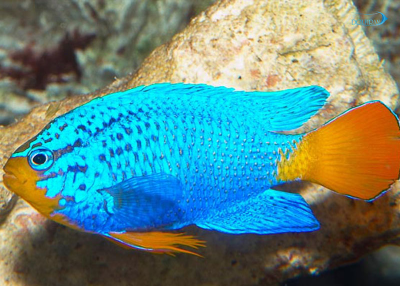Orangetail-Blue-Damselfish-1.jpg دامسل آبی دم قرمز - تصویر 1
