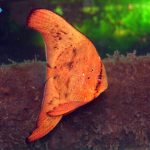 خفاش اوربیکولیت (نابالغ)