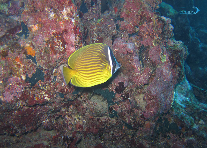 Oriental_butterflyfish.jpg پروانه شرقی - تصویر 1