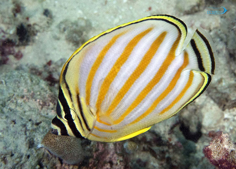 Ornate_Butterflyfish_1.jpg پروانه مزین - تصویر 1