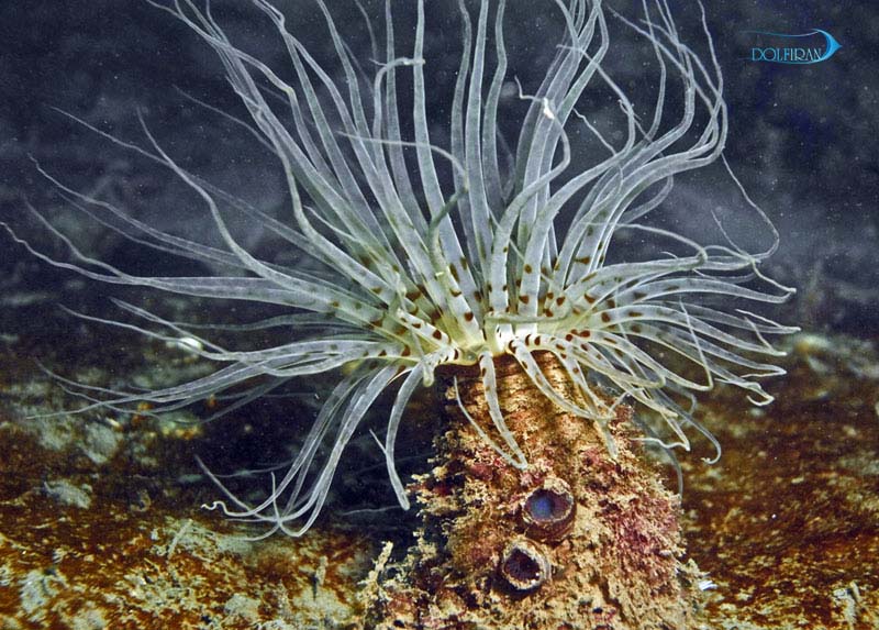 Pachycerianthus-Fimbriatus.jpg شقایق لوله ای - تصویر 1