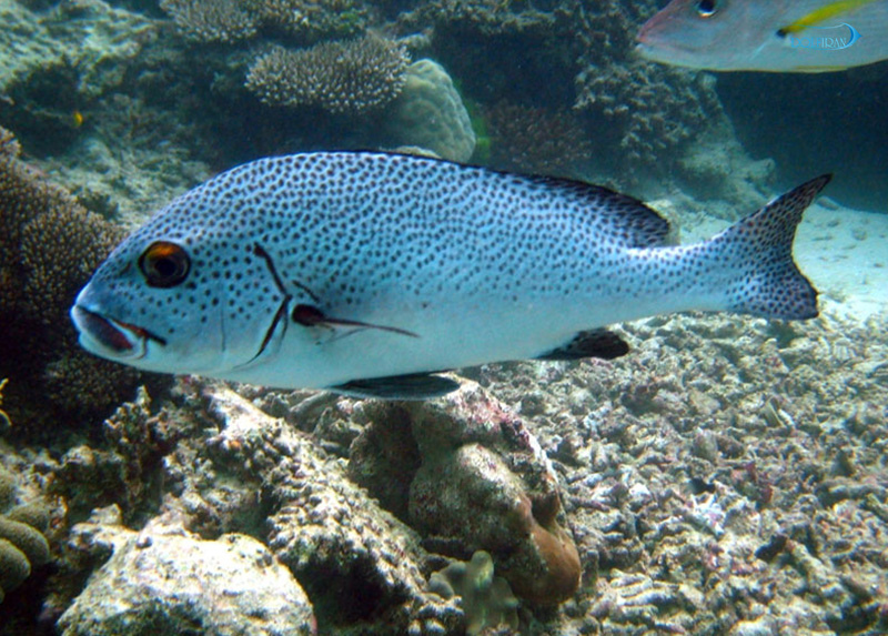 Painted_Sweetlips_1.jpg لب شیرین سیاه و سفید (بالغ) - تصویر 1