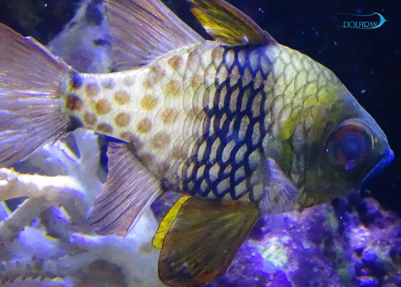 Pajama_Cardinalfish_1.jpg کاردینال پاجاما - تصویر 1