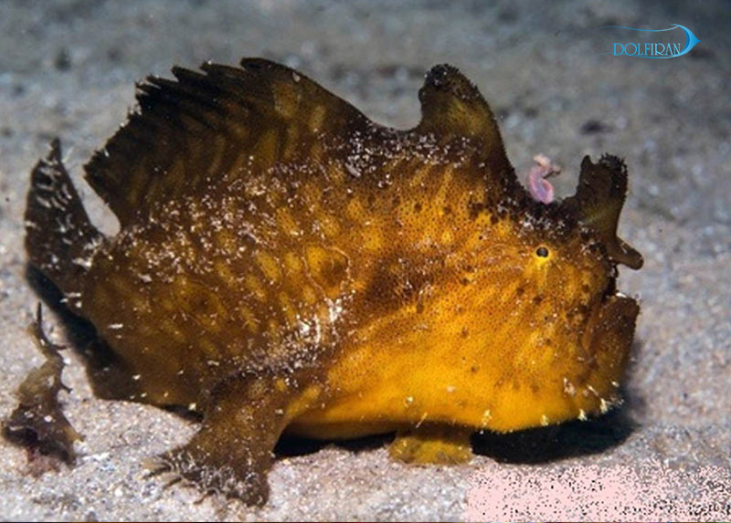 Pancake_Batfish1.jpg خفاش پنکیک - تصویر 1