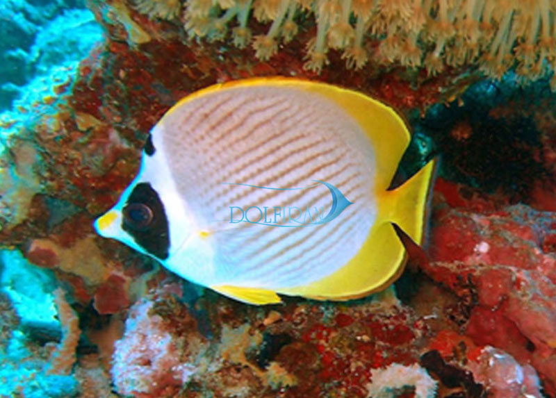 Panda_Butterflyfish.jpg پروانه پاندا - تصویر 1