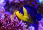 فرشته ونوستا - تصویر 2