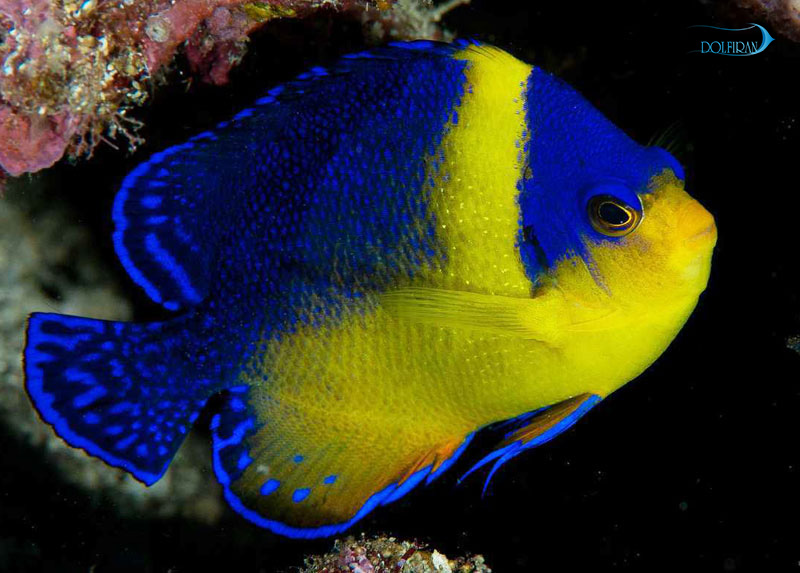 Paracentropyge-Venusta.jpg فرشته ونوستا - تصویر 1