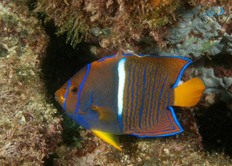 Passer_Angelfish_1_half.jpg فرشته پادشاه (نیمه بالغ) - تصویر 1