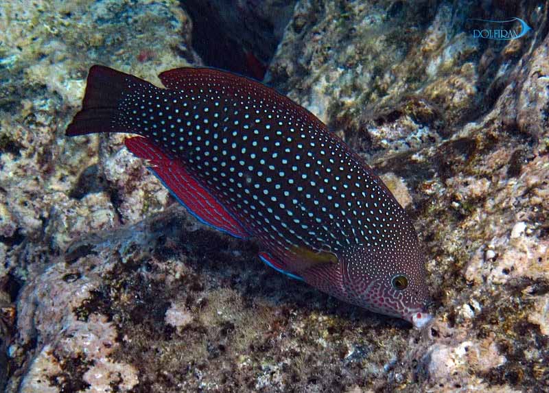 Pearl-Wrasse.jpg راس تامارین مرواریدی (ماده) - تصویر 1