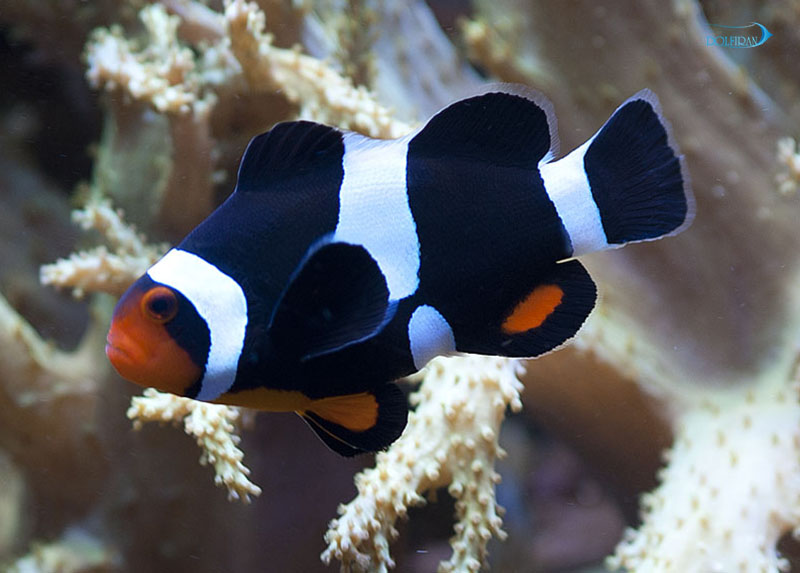 Percula-Full-Black-Clownfish-1.jpg دلقک بلک فوتون - تصویر 1