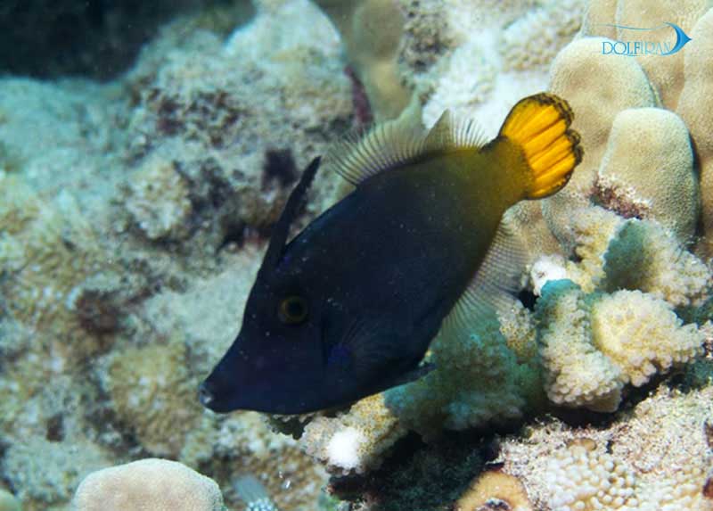 Pervagor-nigrolineatus.jpg سوهان دم قرمز - تصویر 1
