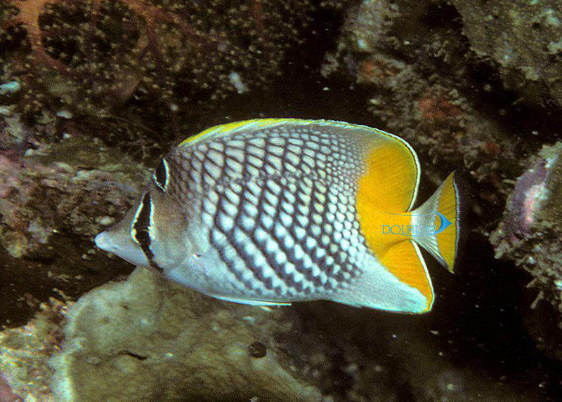 Philipine_Chevron_Butterflyfish_1.jpg پروانه شورون فیلیپینی - تصویر 1