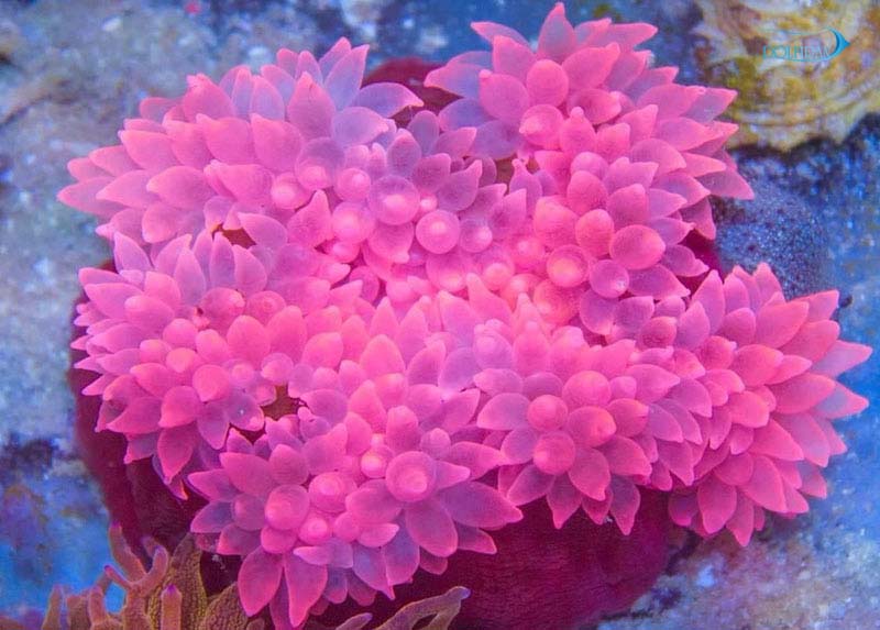 Pink-Rose-Anemone.jpg شقایق رز صورتی - تصویر 1