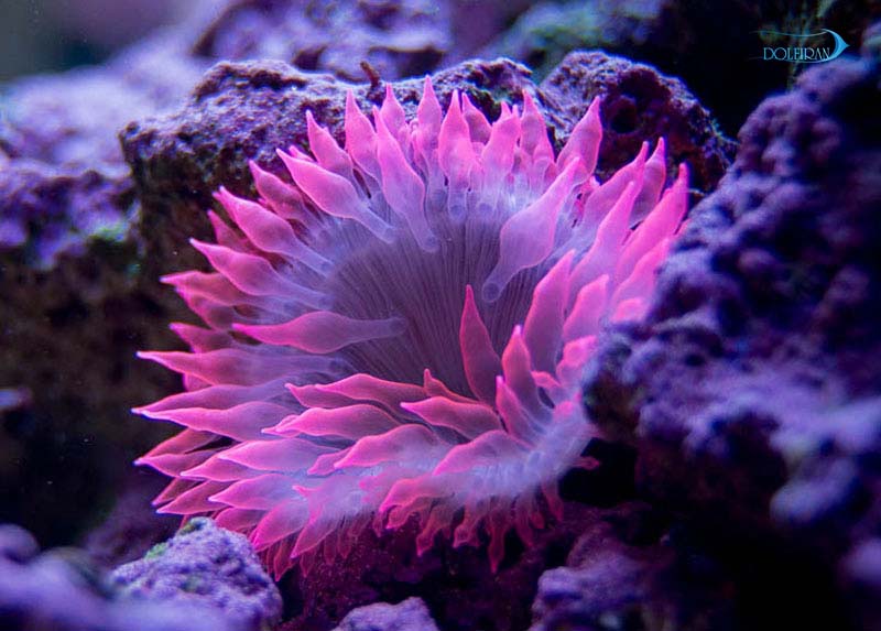 Pink-tip-Rose-Anemone.jpg شقایق رز نوک صورتی - تصویر 1