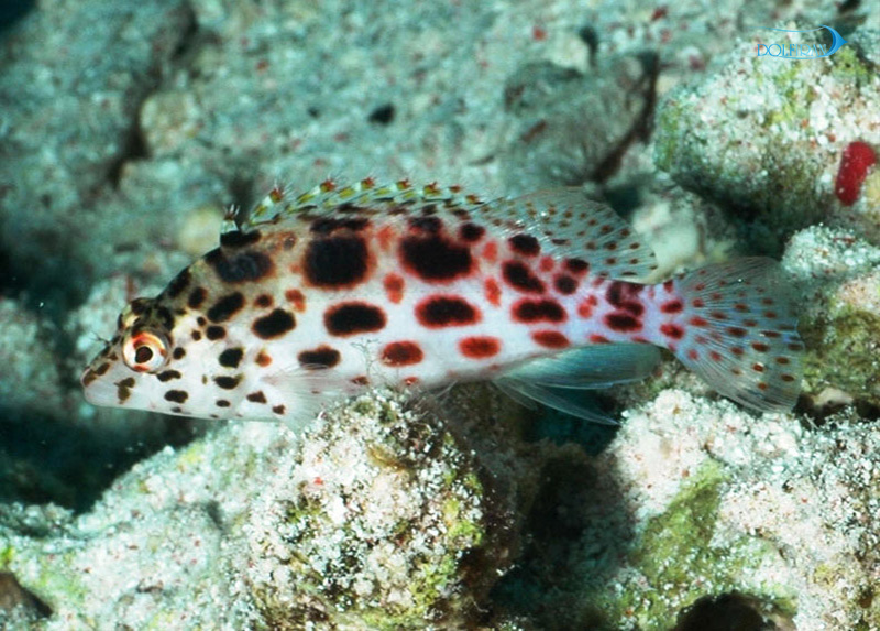 Pixy_Spotted_hawkfish_1.jpg شاهین مرجانی - تصویر 1