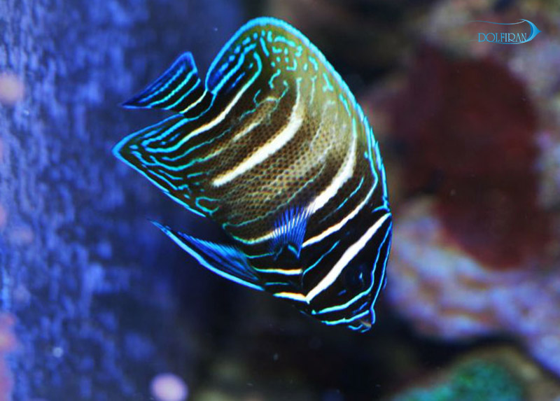 Pomacanthus-Sexstriatus-1.jpg فرشته شش خط ( جوان ) - تصویر 1