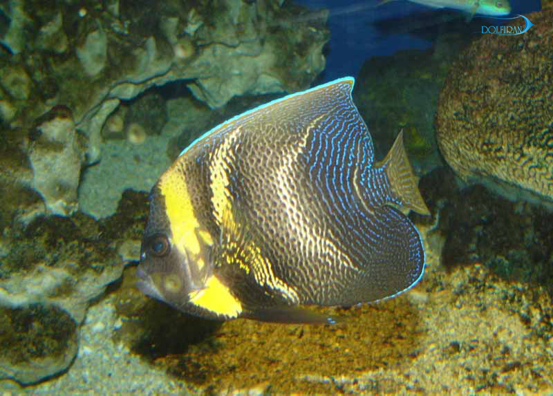 Pomacanthus_zonipectus_famel_1.jpg فرشته کورتز (نیمه بالغ) - تصویر 1