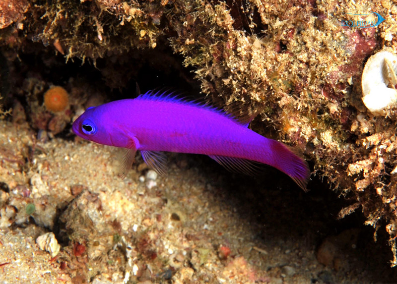 Purple-Dottyback-1.jpg سودوکرمیس ارغوانی - تصویر 1