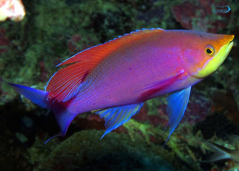 Purple_Queen_Anthias_1.jpg آنتیاس بنفش - تصویر 1