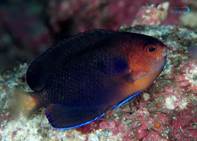 Pygmy_Yellowtai_-Angelfish_1.jpg فرشته کوتوله رویال آبی - تصویر 1