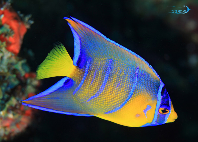Queen_Angelfish_juv_1.jpg فرشته ملکه (جوان) - تصویر 1