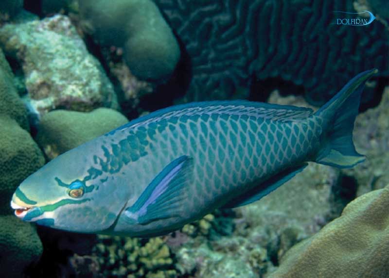 Queen_Parrotfish_1.jpg طوطی ملکه - تصویر 1