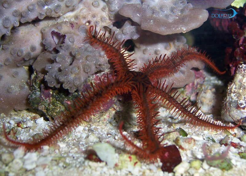 Red-Brittle-Star.jpg ستاره دریایی شکننده قرمز - تصویر 1