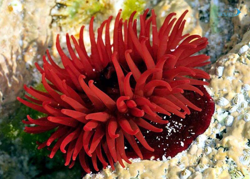 Red-Sea-Anemone.jpg شقایق دریایی ردسی - تصویر 1