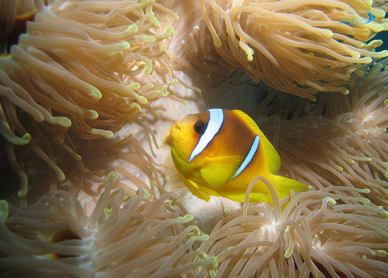 Red-Sea-banded-anemonefish-1.jpg دلقک ماهی کلارکی (دریای سرخ) - تصویر 1