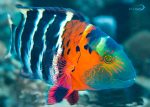 راس سینه قرمز (بالغ)