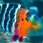 راس سینه قرمز (بالغ)