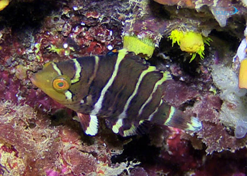 Red_Breast_Wrasse_juv-1.jpg راس سینه قرمز (جوان) - تصویر 1
