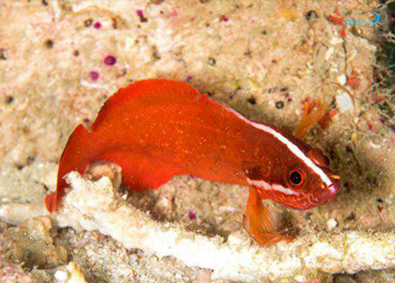 Red_Longfin_Dottyback_1.jpg سودوکرومیس باله بلند قرمز - تصویر 1