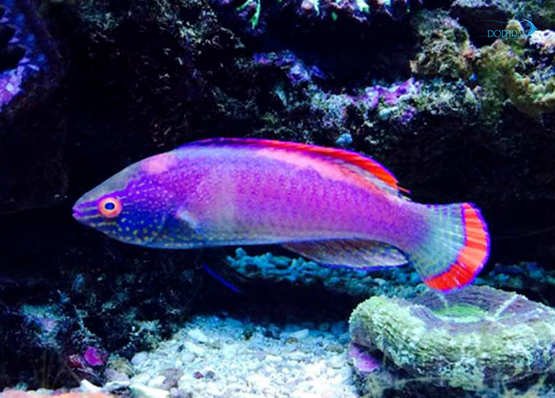 Red_Margin_Fairy_Wrasse_2.jpg راس پری حاشیه قرمز - تصویر 1