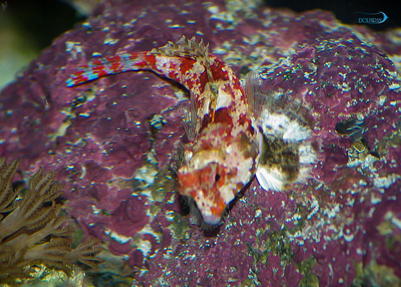 Red_Scooter_Dragonet_1.jpg اژدهای درخشان - تصویر 1