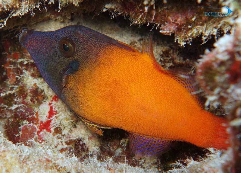 Redtail-file-fish1.jpg سوهان قرمز - تصویر 1