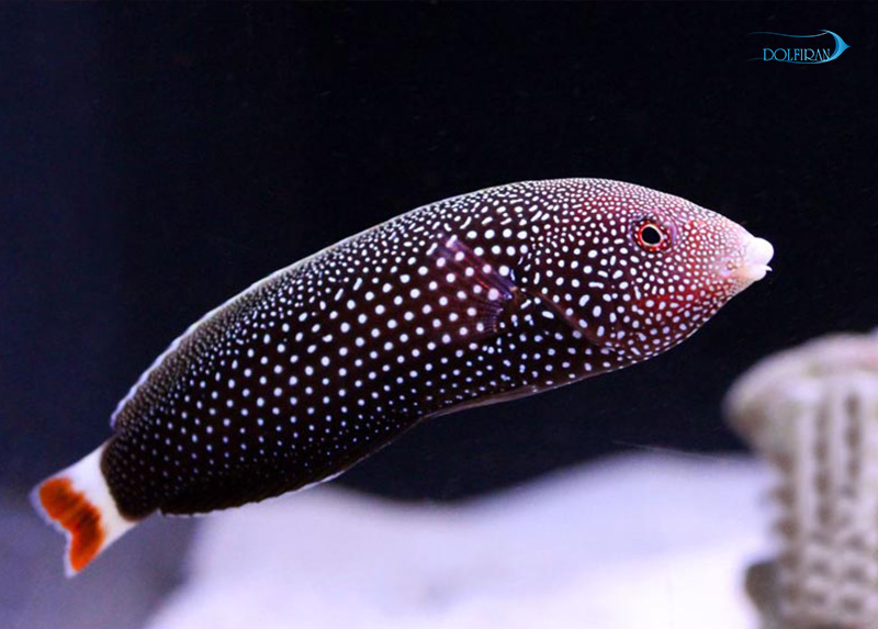 Redtail_Wrasse_female-1.jpg راس تامارین دم قرمز (ماده) - تصویر 1