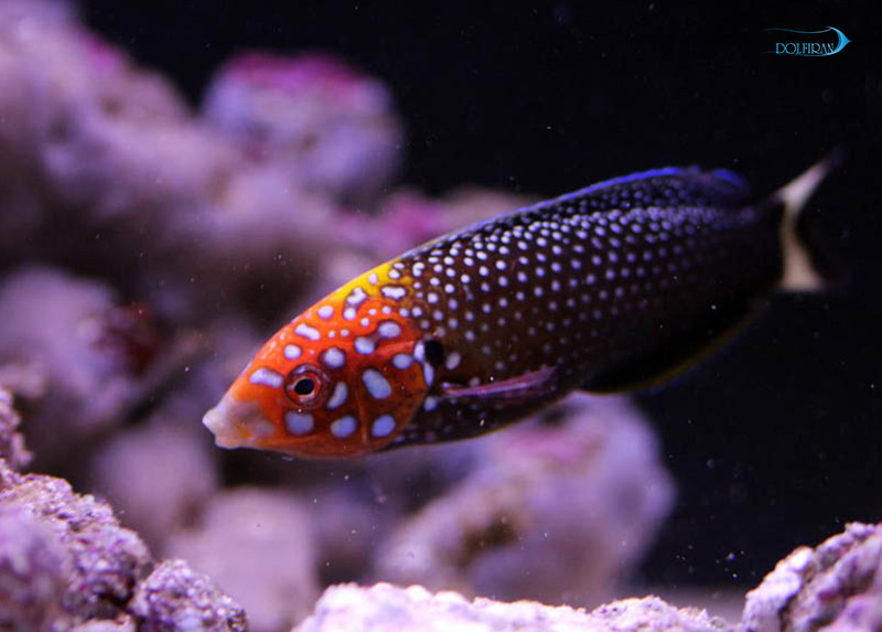 Redtail_Wrasse_male-1.jpg راس تامارین دم قرمز (نر) - تصویر 1