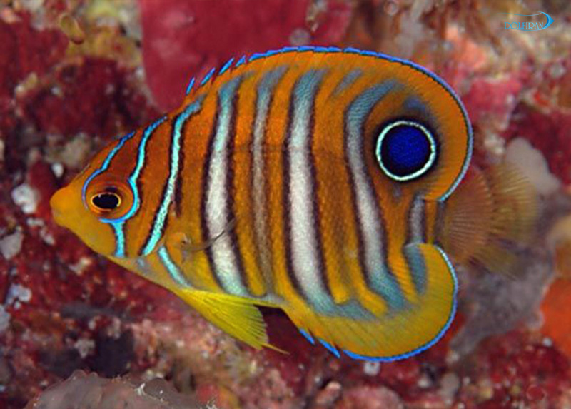 Regal_Angelfish_juv_1.jpg فرشته رگال (جوان) - تصویر 1