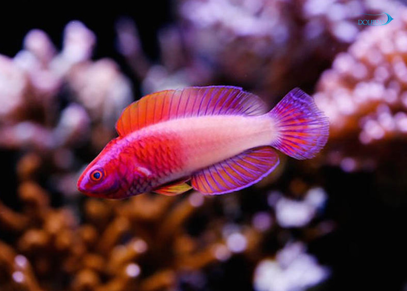 Rosy_scales_Fairy_Wrasse-1.jpg راس آتشین رز (نر) - تصویر 1