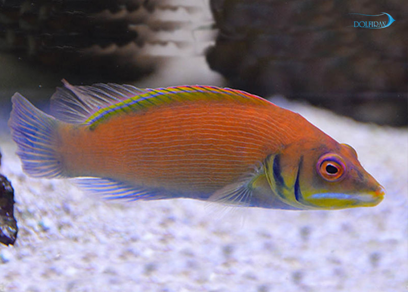 Scarlet_Wrasse.jpg راس اسکارلت - تصویر 1