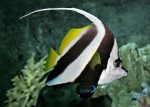 پرچم آنتن دار