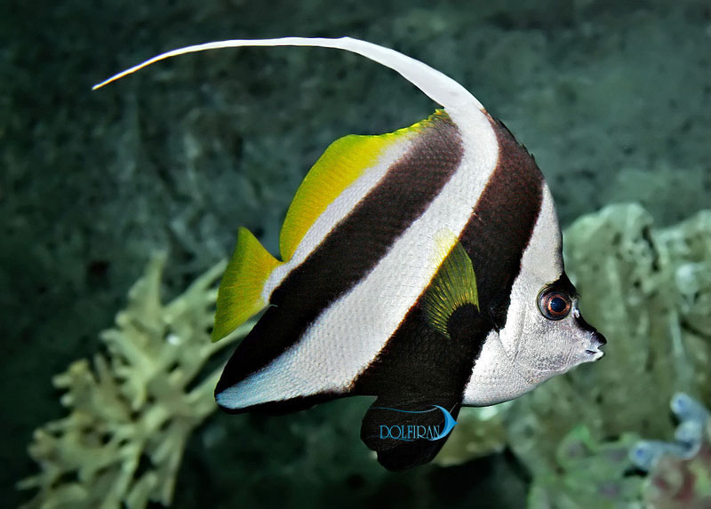 Schooling_Bannerfish_1.jpg پرچم آنتن دار - تصویر 1